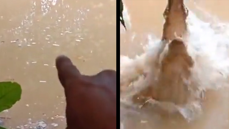 Διακρίνεις τον κροκόδειλο;