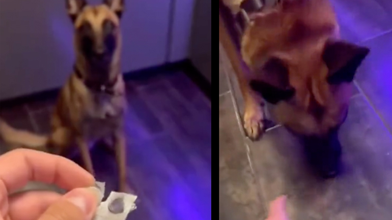 Σκύλος παίρνει το φάρμακό του