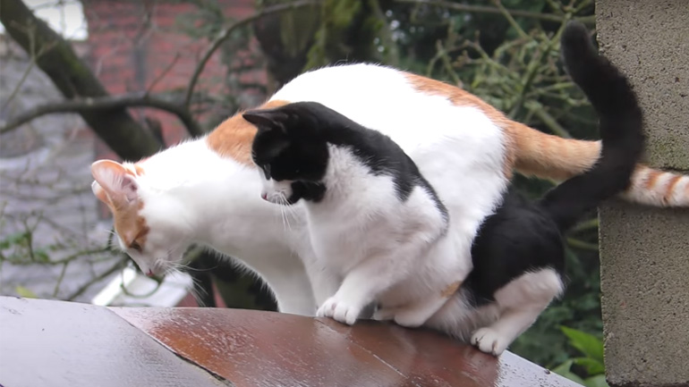 Συγχρονισμένο άλμα 