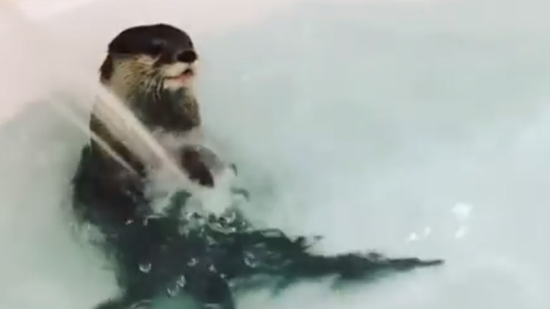 Η βίδρα στην μπανιέρα