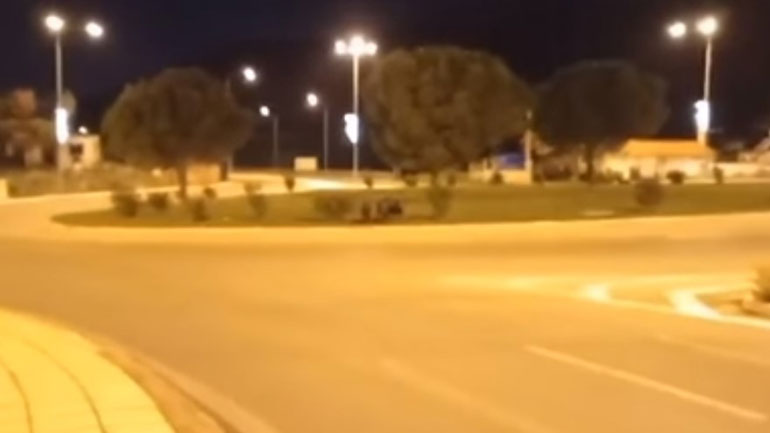 Αγριογούρουνα στη Λ. Φυλής