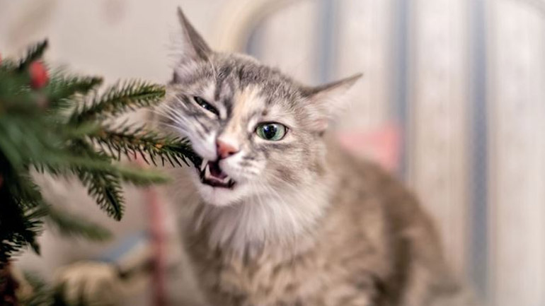 Τα φυτά που πρέπει να αποφύγετε στη χριστουγεννιάτικη διακόσμηση εάν έχετε γάτα
