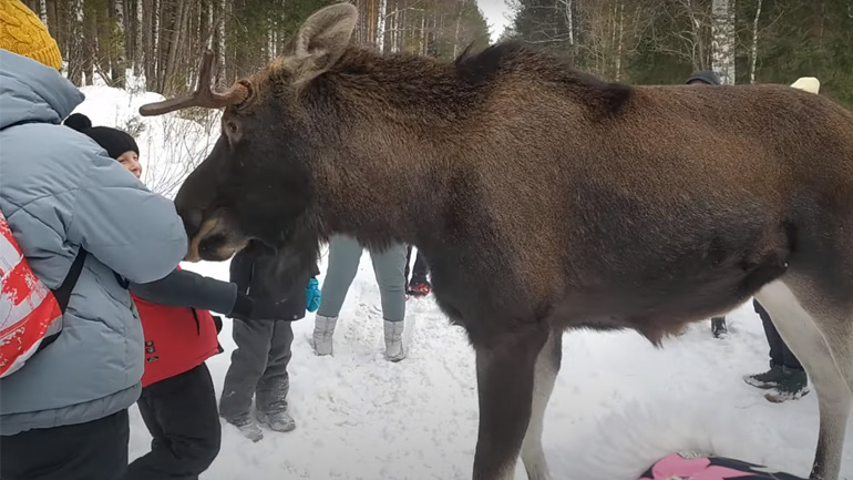 Άλκη επιτίθεται σε παιδάκι