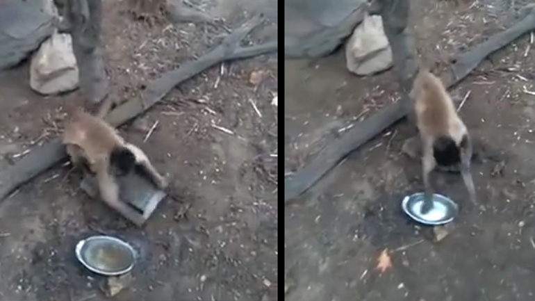 Μαϊμού ακονίζει ένα μαχαίρι