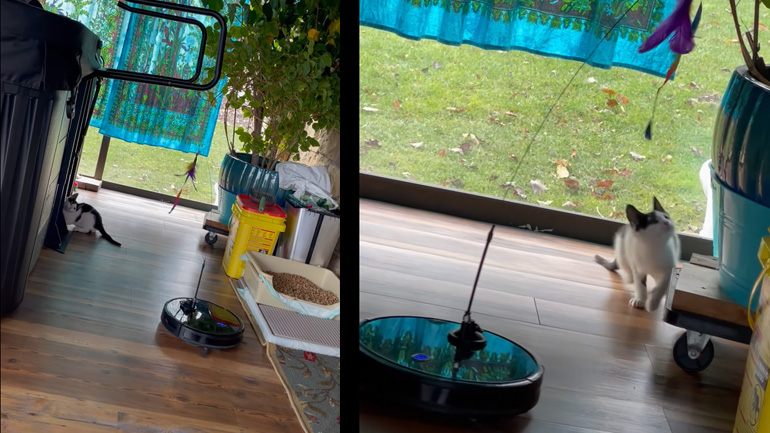 Ρομποτική σκούπα παίζει με ένα γατάκι