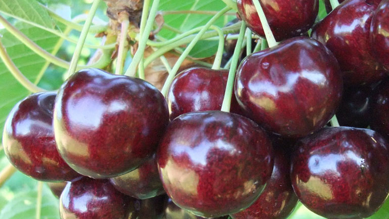 Πάνω από 100 εκατ. ευρώ οι αποζημιώσεις για τον παγετό της άνοιξης