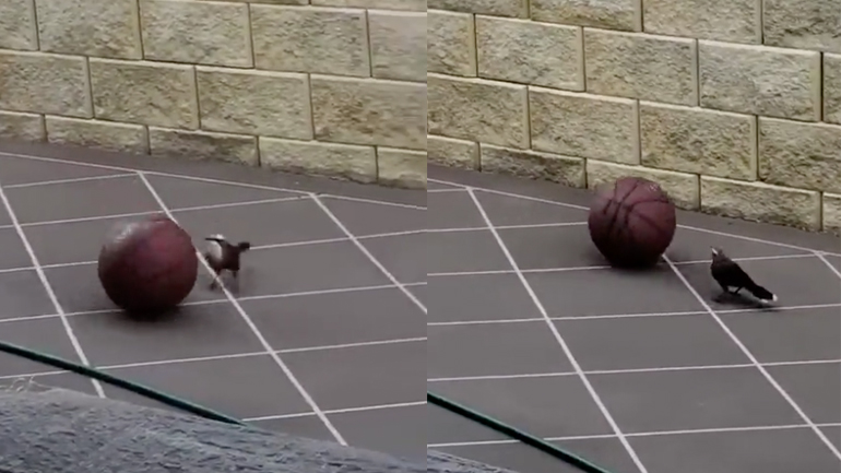 Πουλί παίζει μπάσκετ