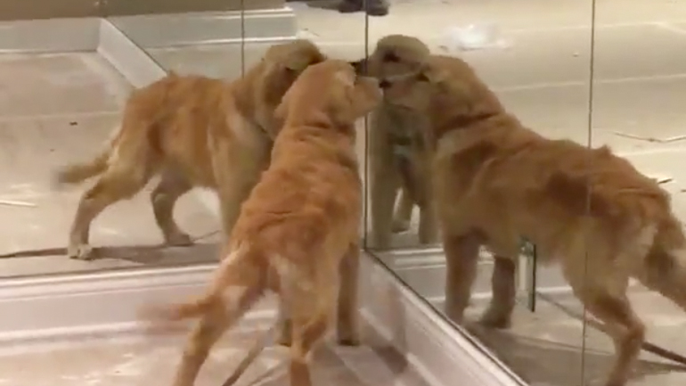 Kουτάβι πιστεύει πως βρήκε καινούργιους φίλους