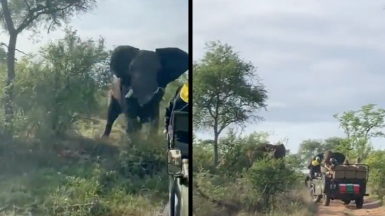 Ελέφαντας επιτίθεται σε όχημα με οικολόγους