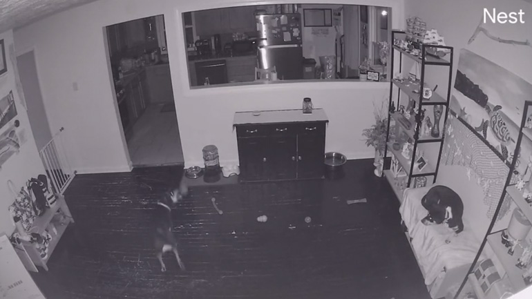 Σκύλος εξυπνάκιας