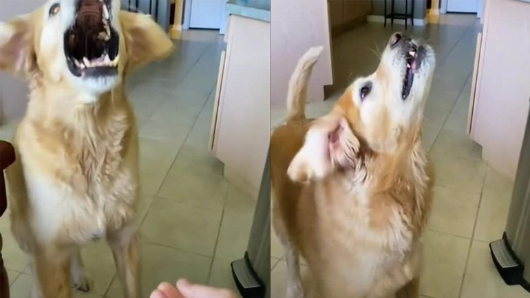 Σκύλος vs λιχουδιά