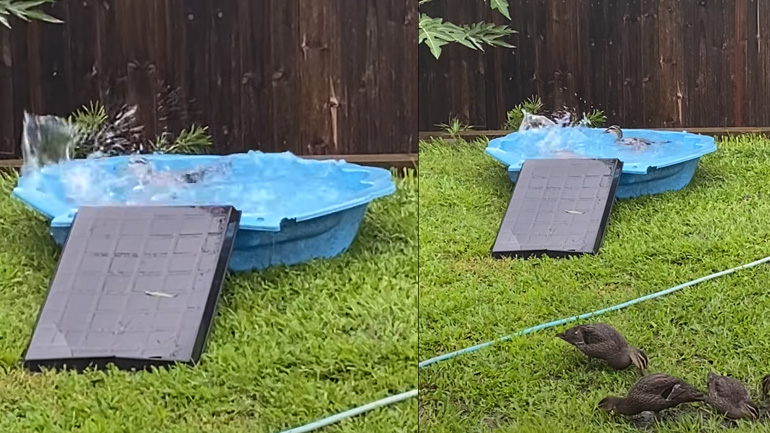 Πάπιες ρίχνουν βουτιές σε μια πισίνα