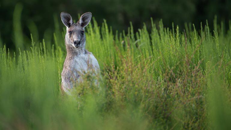 Αυστραλία: Θα κατασκευαστεί “μαύρο κουτί” για την κλιματική κρίση