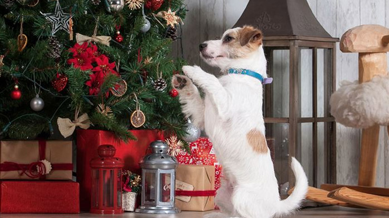 Χριστουγεννιάτικο δέντρο: Τι πρέπει να προσέχετε εάν έχετε σκύλο