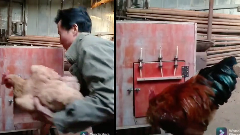 Κόκορας ελευθερώνει την αγαπημένη του