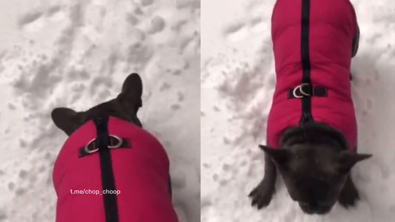 Ο σκύλος δεν συμπαθεί το χιόνι