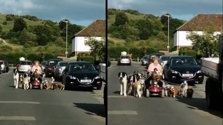 Κυρία βγάζει βόλτα τους 13 σκύλους της
