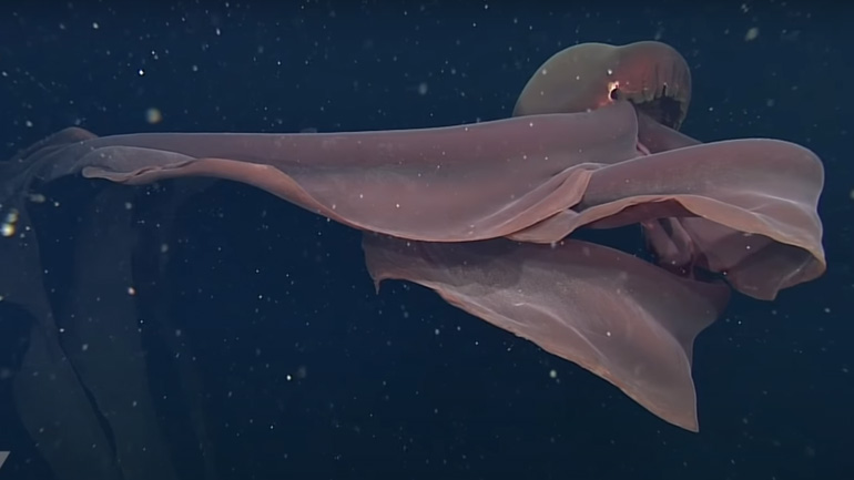 Επιστήμονες εντόπισαν γιγαντιαία σαρκοφάγα μέδουσα στην Καλιφόρνια