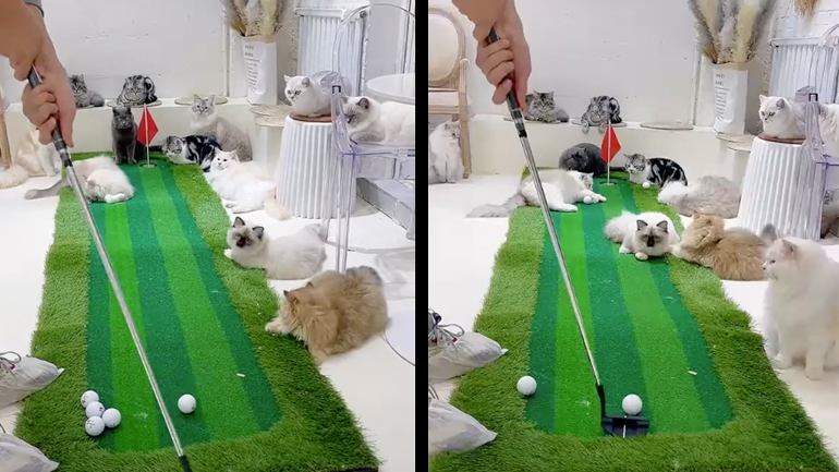 Παιχνίδι για γάτες