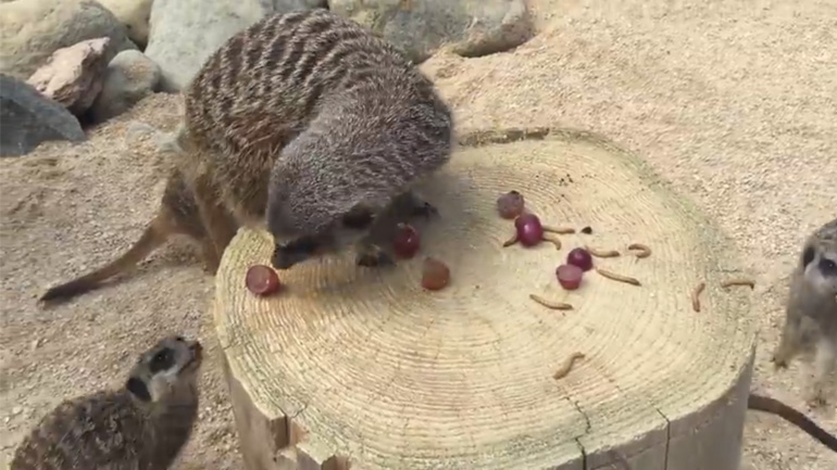 H αχόρταγη σουρικάτα 