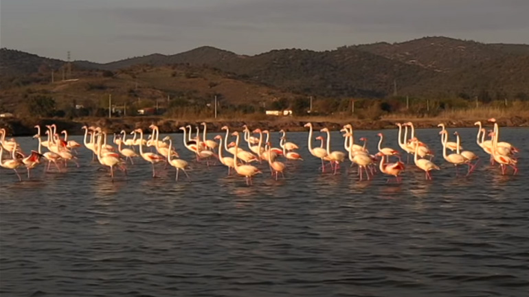 Ροζ φλαμίνγκο διασχίζουν μια λίμνη στην Τουρκία