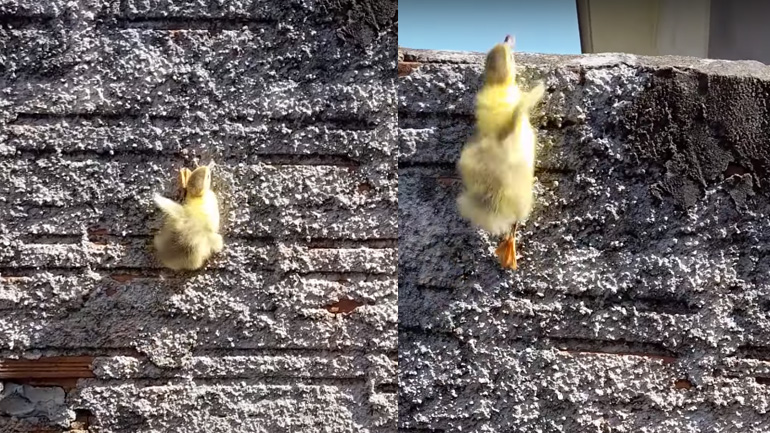 Παπάκι σκαρφαλώνει σε τοίχο