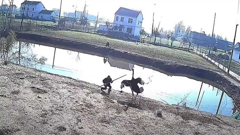 Στρουθοκάμηλος επιτίθεται σε άνδρα