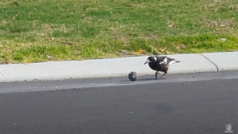 Καρακάξα παίζει με μια μπάλα