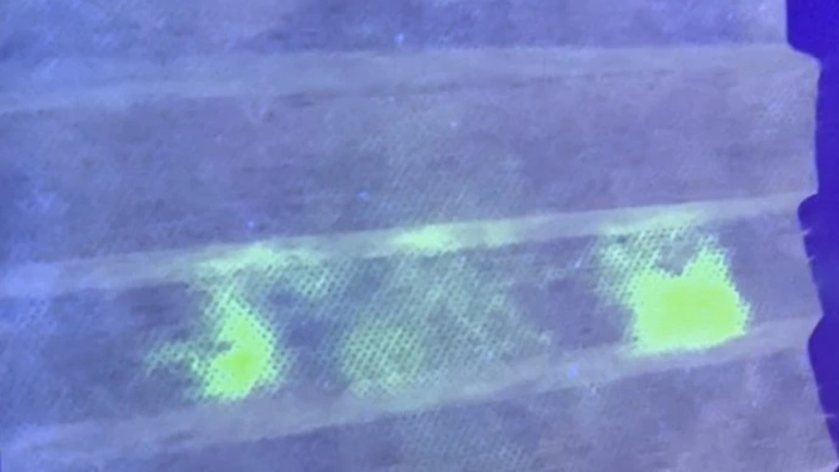 Ιαπωνία: Ερευνητές χρησιμοποιούν κύτταρα στρουθοκαμήλου σε μάσκες για να φωσφορίζουν όταν ανιχνεύουν τον κορωνοϊό