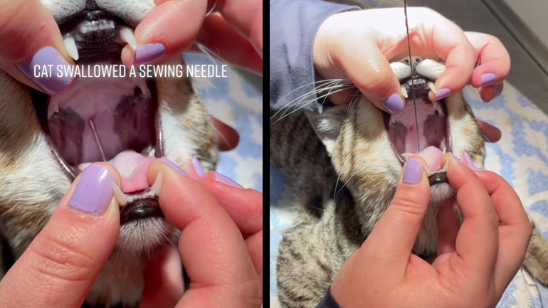 Κτηνίατρος αφαιρεί βελόνα από τον λαιμό γάτας