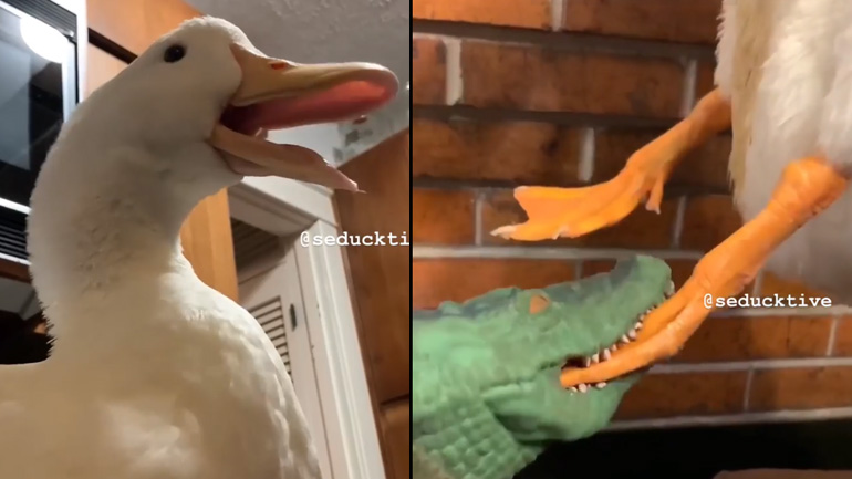 Πάπια χτυπά το πόδι της 3 φορές