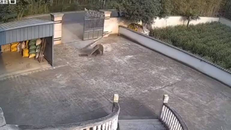 Aγριογούρουνο εναντίον πύλης