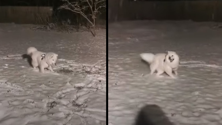 Κουτάβι βγαίνει πρώτη φορά στα χιόνια