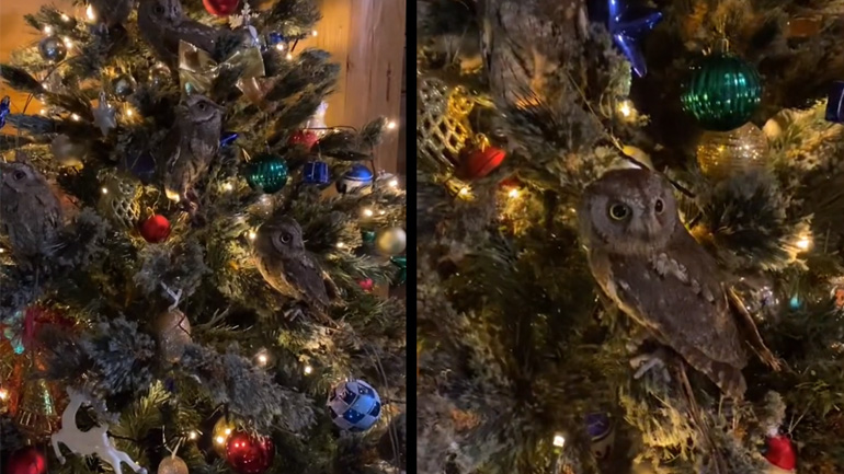 Χριστουγεννιάτικο δέντρο με κουκουβάγιες