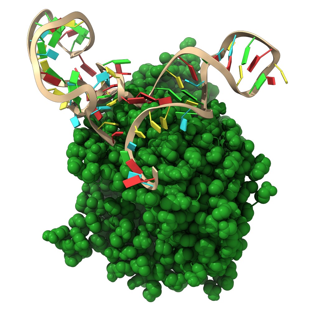 Το απταμερές (εικόνα που μας έστειλε το Ιταλικό Ινστιτούτο Τεχνολογίας)