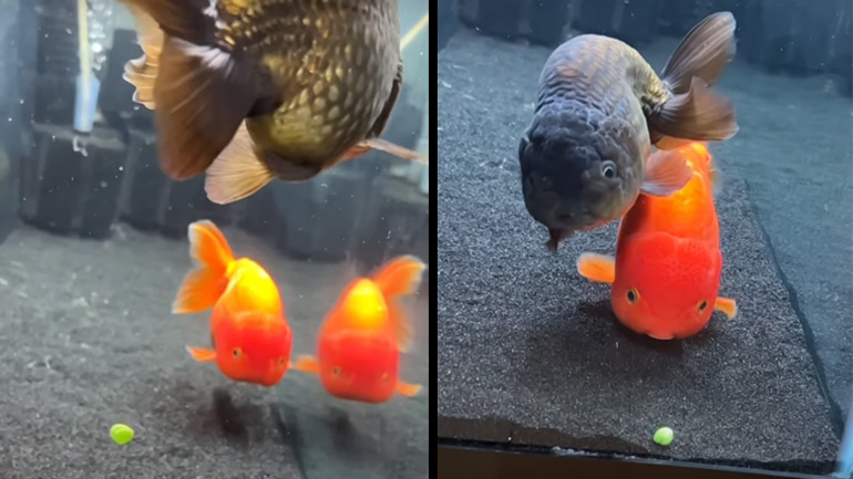 Δύο χρυσόψαρα, ένα μπιζέλι