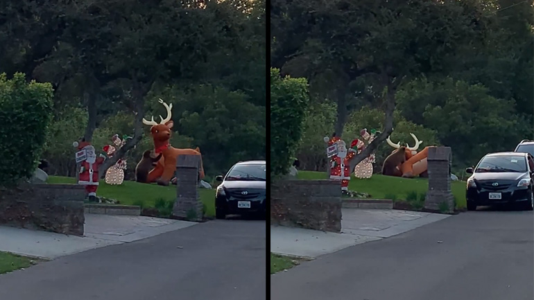 Αρκούδα επιτίθεται βίαια σε γιγαντιαίο φουσκωτό τάρανδο