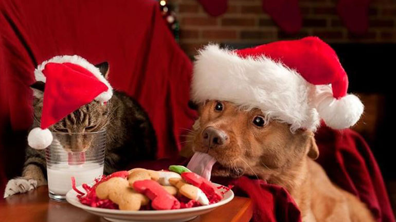 Τι να κάνετε εάν ο σκύλος σας φάει σοκολάτα τα Χριστούγεννα