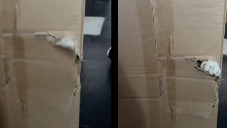 H γάτα δεν έχει όρεξη