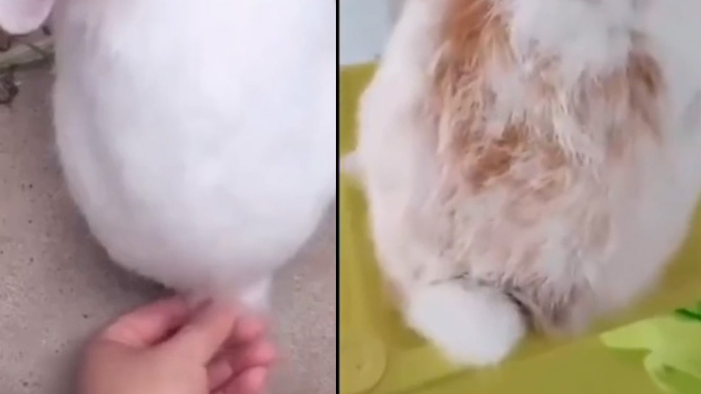 Τα κουνέλια κρύβουν μια μεγάλη ουρά