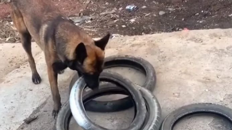 Σκύλος κουβαλάει 4 λάστιχα