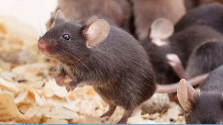 Eμβόλιο κατά της γήρανσης αύξησε τη διάρκεια ζωής των ποντικιών