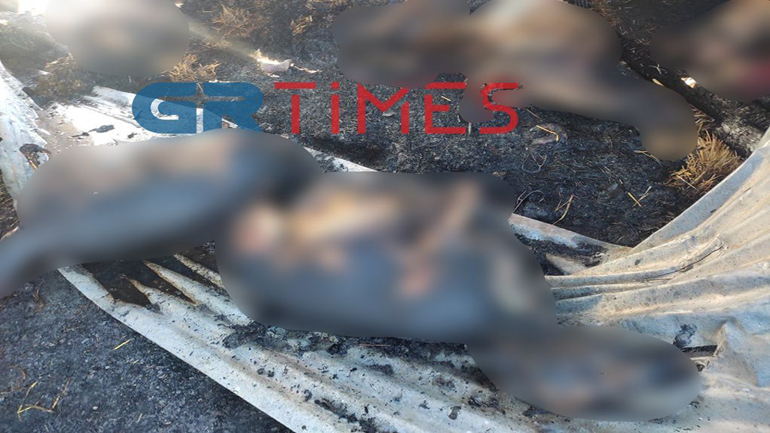 Καστοριά: Φωτιά σε κτηνοτροφική μονάδα απανθράκωσε 250 ζώα