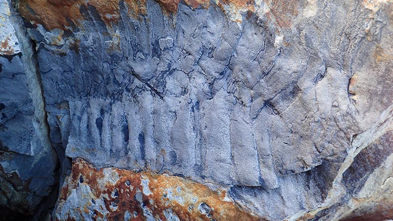 Ανακαλύφθηκε στην Αγγλία γιγάντιο απολίθωμα «σαρανταποδαρούσας» μεγάλης σαν αυτοκίνητο