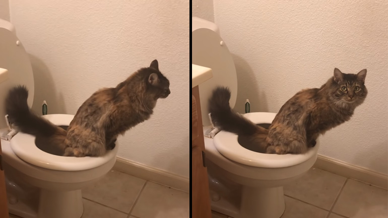Γάτα χρησιμοποιεί την τουαλέτα