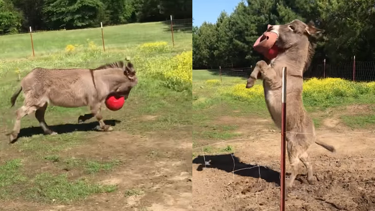 Γάιδαρος εκστασιάζεται με το καινούργιο του παιχνίδι 