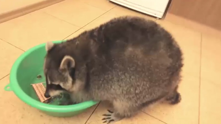 Το ρακούν πλένει τα παιχνίδια του