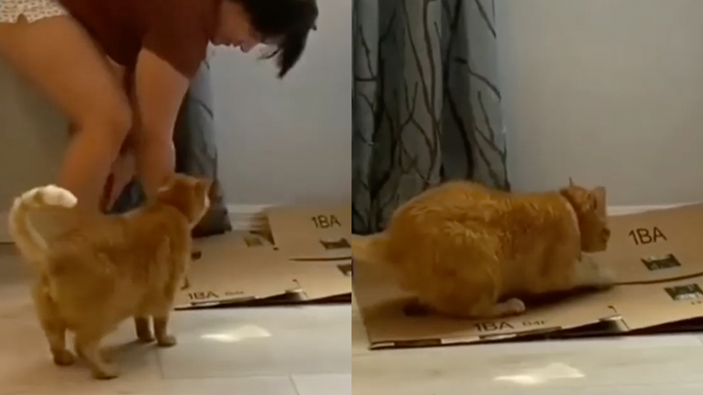 Εκπαιδεύοντας μια γάτα