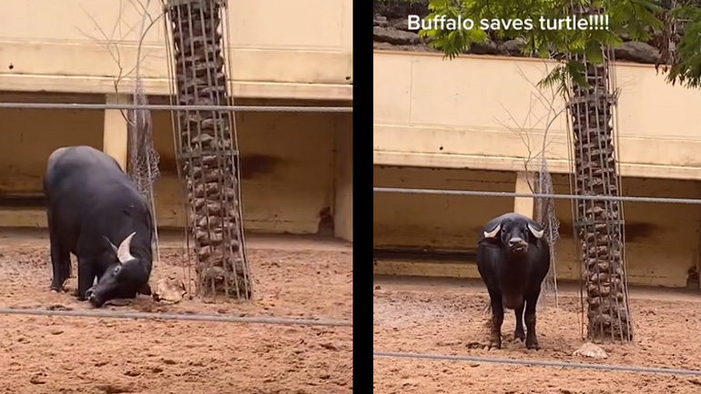 Βουβάλι βοηθάει μια χελώνα