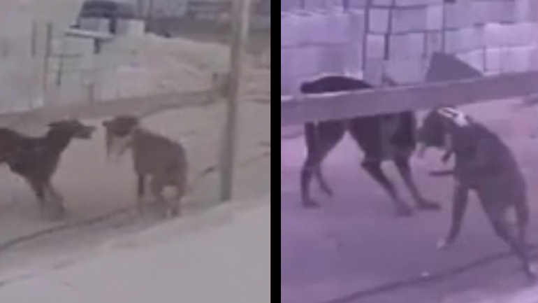 Κακός σκύλος!